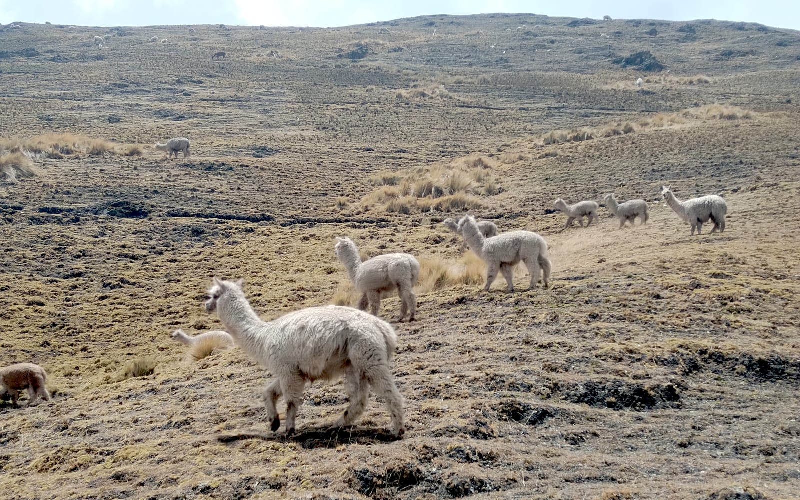 Alpacas grazing on high Andean pasture